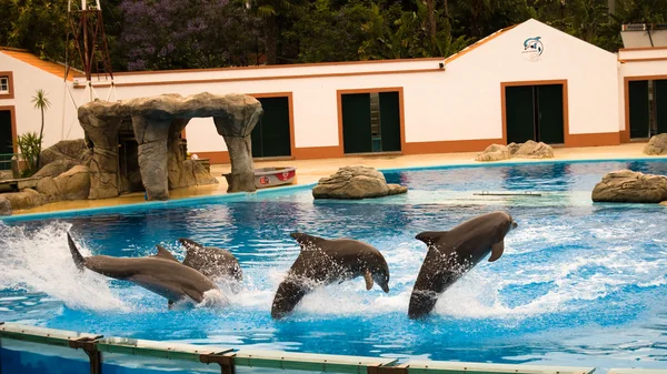 Dolphins Jumping — Stock Photo, Image