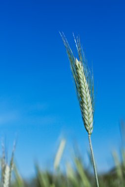 Yeşil kulak üzerinde mavi gökyüzü