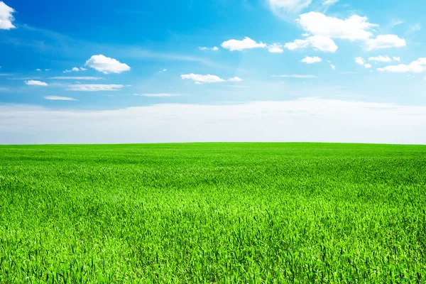 Blauwe hemel en veld van groen gras — Stockfoto