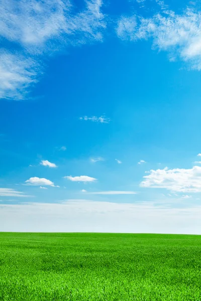 Blauwe hemel en veld van vers groen gras — Stockfoto