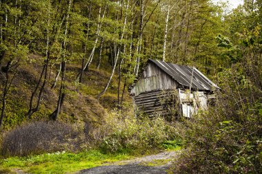 ormandaki eski ıssız ev