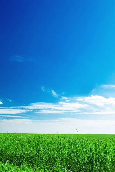 Blå himmel och fält med råg — Stockfoto
