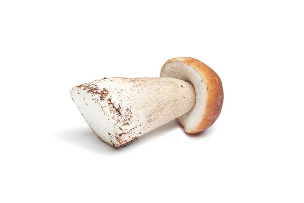 Mushroom isolated on white — Stock Photo, Image