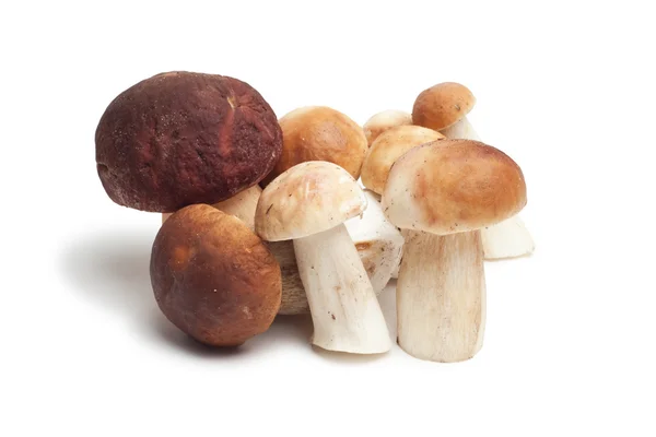 Funghi isolati su sfondo bianco — Foto Stock