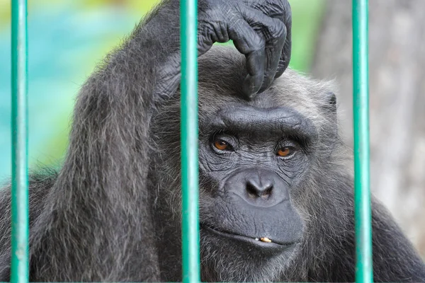 Sad chimpanzee — Stock Photo, Image