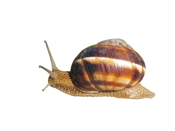 stock image Snail