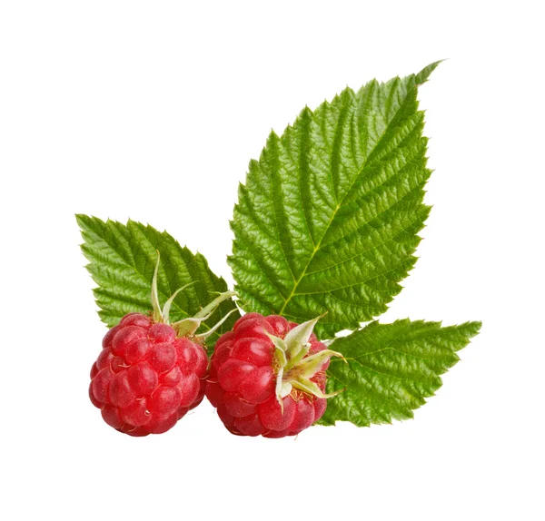 Red raspberry — Stock Photo, Image