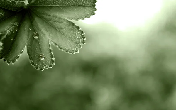 stock image Wallpaper with leaves and drops.