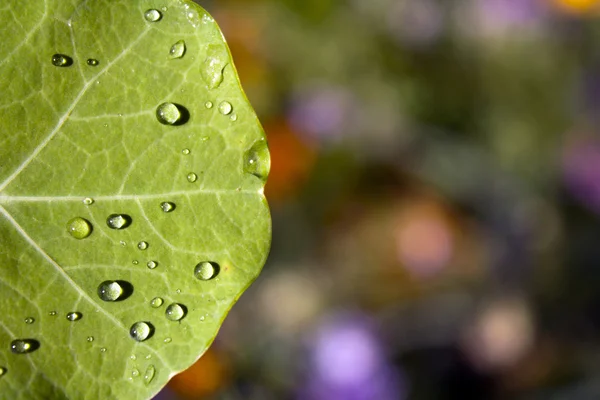 Wallpaper with leaves and drops. — Stock Photo, Image