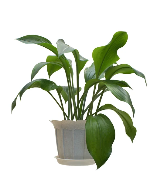 stock image Indoor plant.