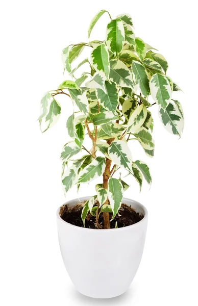 Ficus — Stock Photo, Image