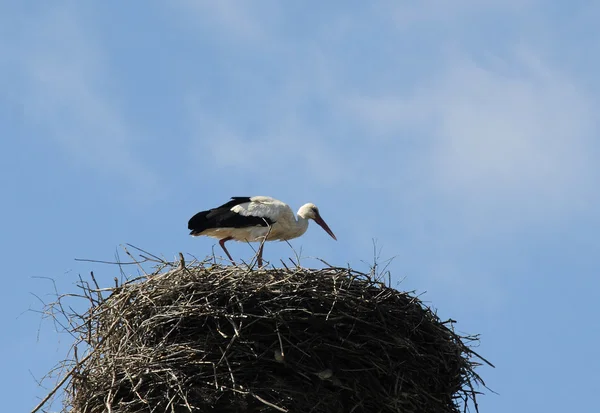 stock image Stork in the Nest