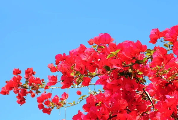 stock image Bougainvillaea Against Blue Sky Background