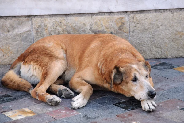 stock image Stray Dog in the Street