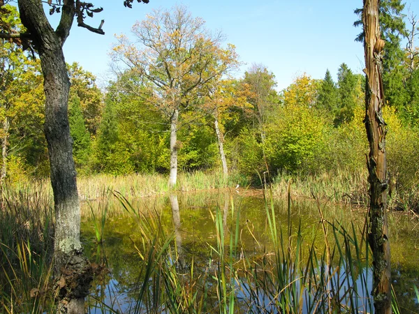 Waldsee — Stockfoto