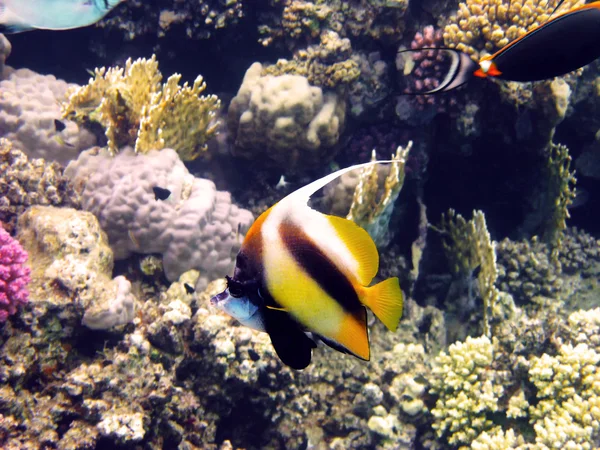 Red sea bannerfish — Stockfoto