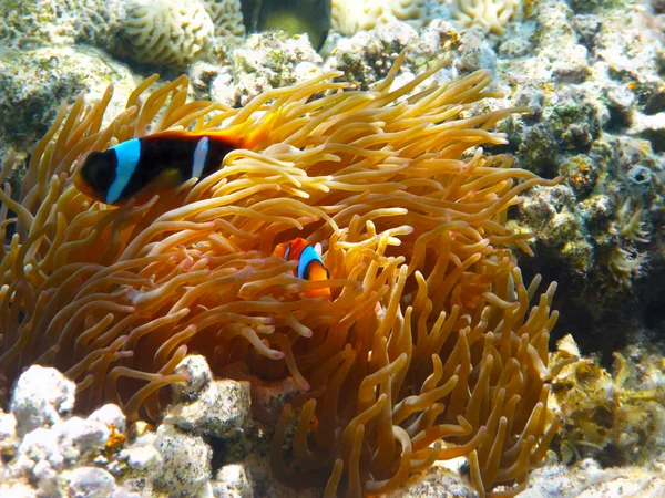 Två-banded clownfishes — Stockfoto