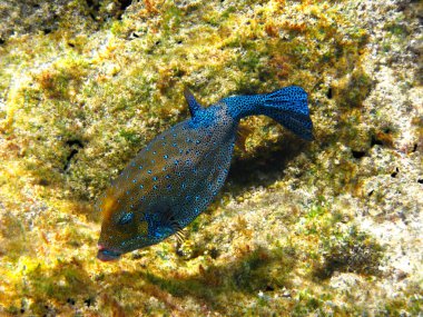 Sarı boxfish