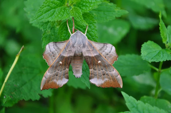 Poplar Hawk-moth — Stock Photo, Image