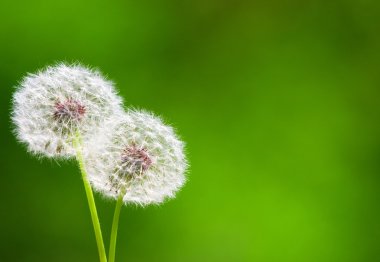 Dandelion clipart