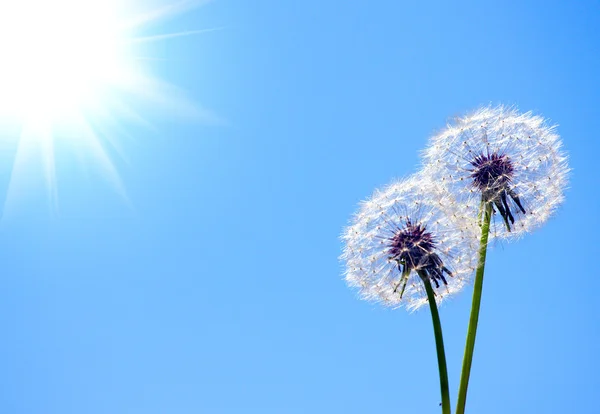 Dandelion on blue sky — Stock Photo, Image