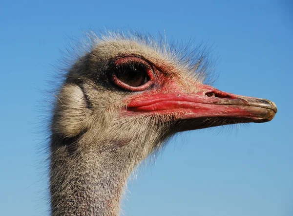 Fanny ostrich — Stock Photo, Image