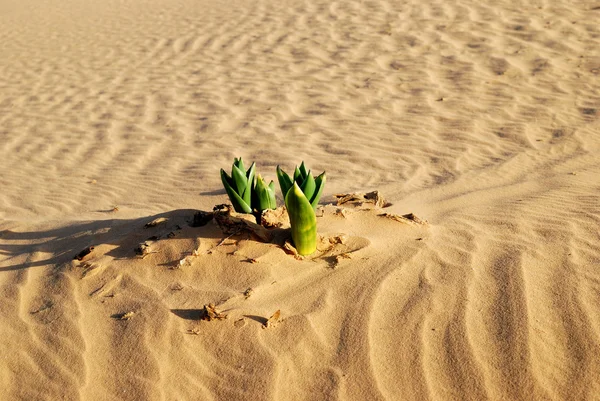 Jaro v poušti — Stock fotografie