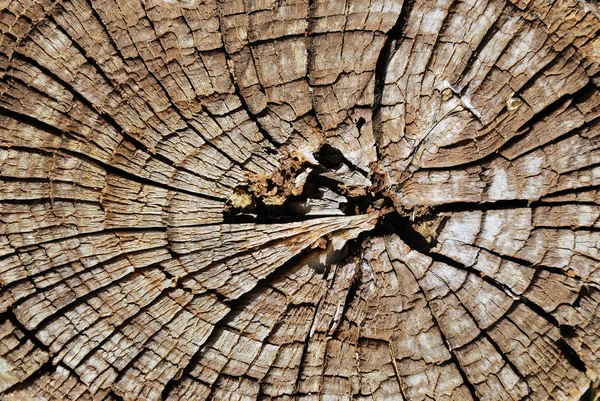 古いツリー セクション — ストック写真