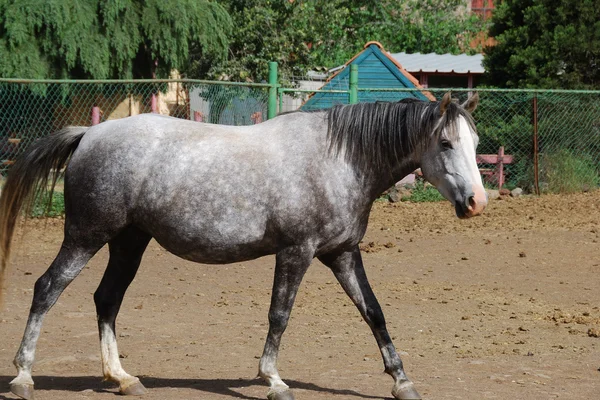 Grey horse — Stock Photo, Image