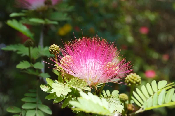 Kwiat akacji — Zdjęcie stockowe