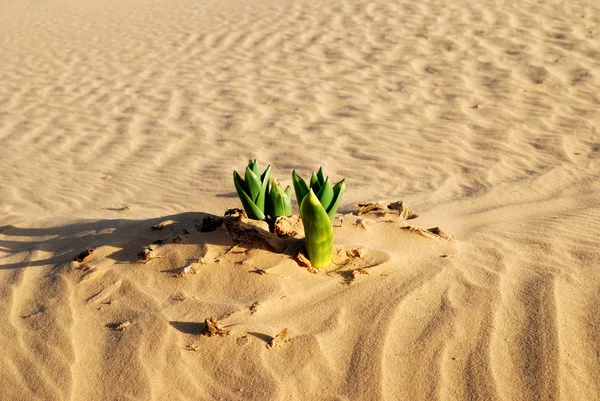 Primavera nel deserto — Foto Stock