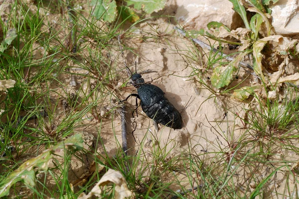 Fekete rovar — Stock Fotó