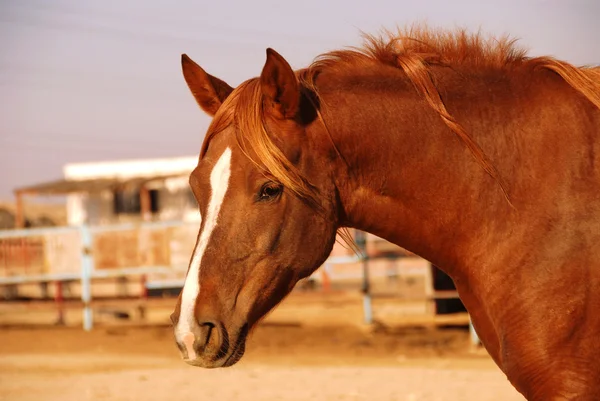 Ritratto di un cavallo — Foto Stock