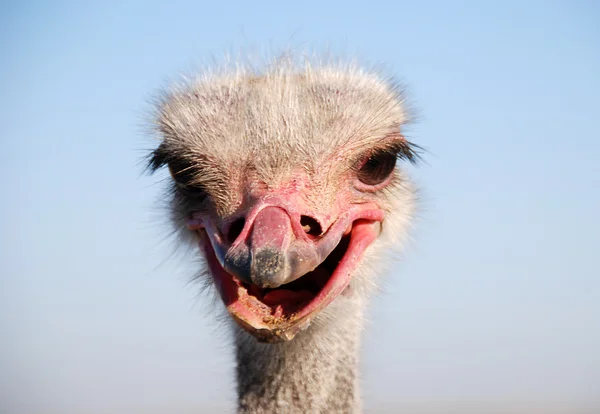 Emociones avestruz —  Fotos de Stock