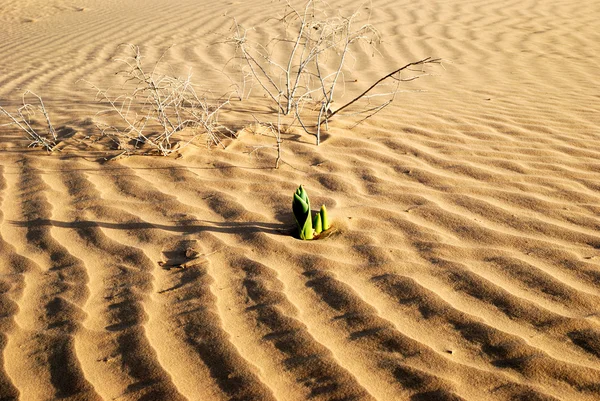Primavera no deserto — Fotografia de Stock