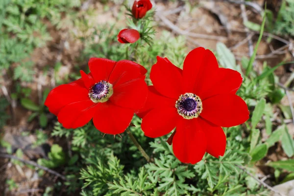 Ανεμώνες - λουλούδια της άνοιξης — Φωτογραφία Αρχείου
