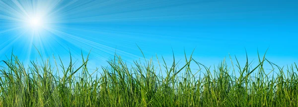 Летняя трава — стоковое фото