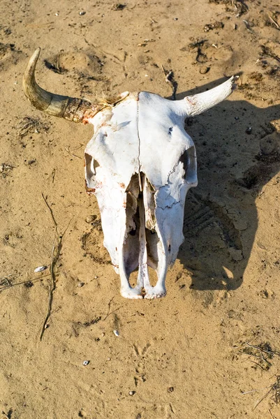 Animal skull