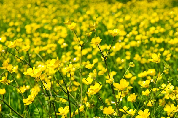 stock image Meadow with buttercup