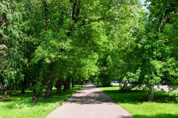 Path in the park — Stock Photo, Image