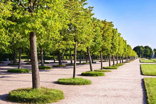 Trees in the park — Stock Photo, Image