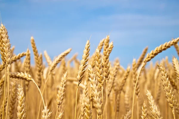 Campo di grano dorato — Foto Stock