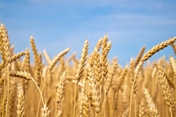 Золотое пшеничное поле
