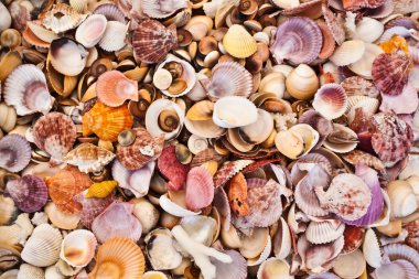 Seashells clipart