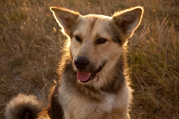 stock image Dog