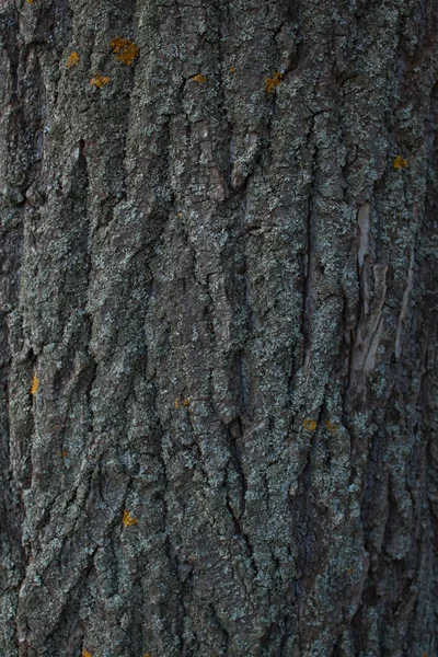 stock image Bark