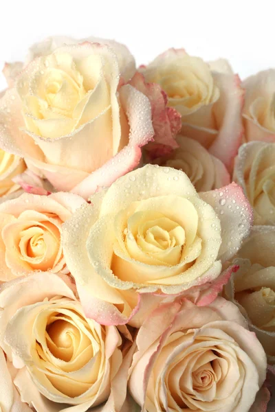 Sullo sfondo delle tante rose — Foto Stock