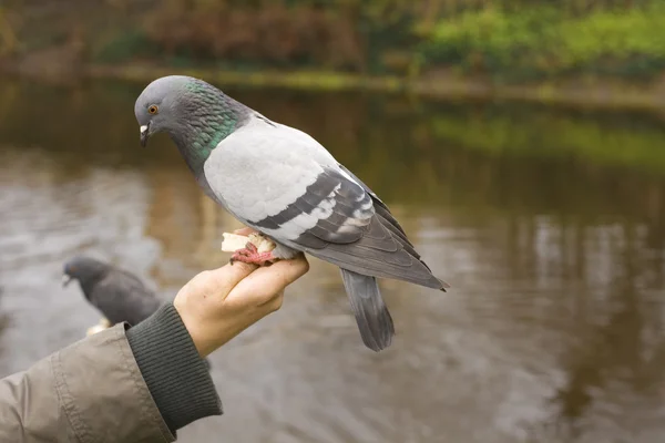 Alimentando a pomba no parque — Fotografia de Stock