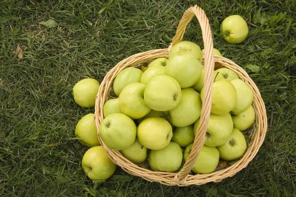 stock image Basket with green apples