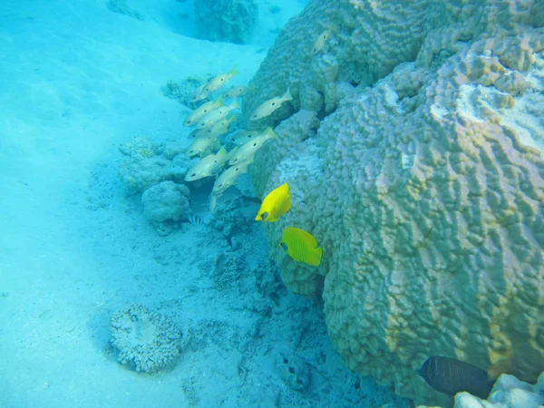 Shoal de peces tropicales — Foto de Stock